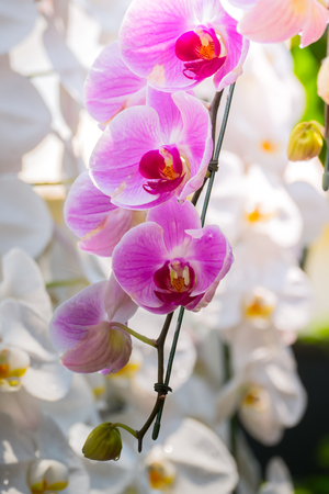 The background image of the colorful flowers, background natureの写真素材