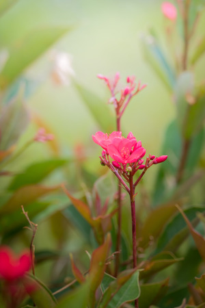 The background image of the colorful flowers, background natureの写真素材