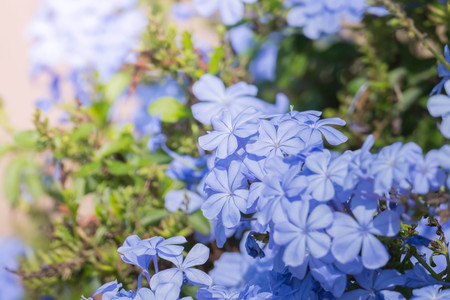 The background image of the colorful flowers, background natureの写真素材