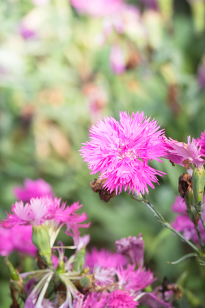 The background image of the colorful flowers, background natureの写真素材