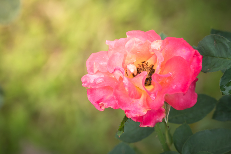 Roses in the garden, Roses are beautiful with a beautiful sunny day.の写真素材