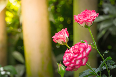 Roses in the garden, Roses are beautiful with a beautiful sunny day.の写真素材