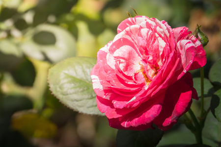 Roses in the garden, Roses are beautiful with a beautiful sunny day.の写真素材