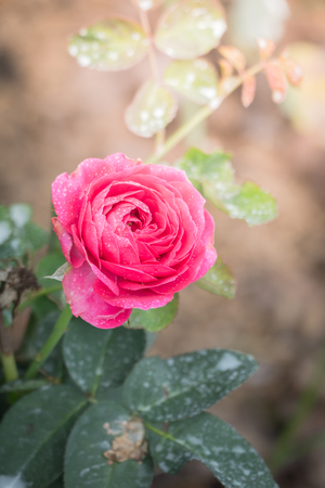 Roses in the garden, Roses are beautiful with a beautiful sunny day.の写真素材