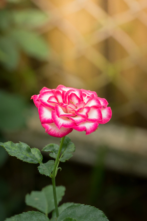 Roses in the garden, Roses are beautiful with a beautiful sunny day.の写真素材