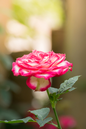 Roses in the garden, Roses are beautiful with a beautiful sunny day.の写真素材