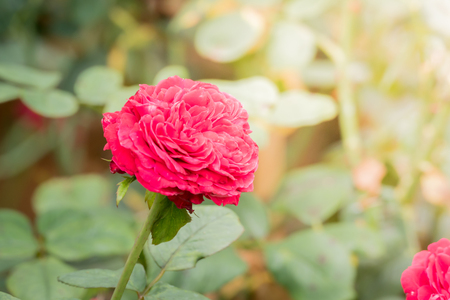 Roses in the garden, Roses are beautiful with a beautiful sunny day.の写真素材