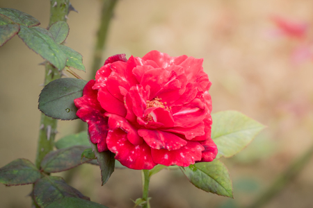 Roses in the garden, Roses are beautiful with a beautiful sunny day.の写真素材
