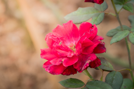 Roses in the garden, Roses are beautiful with a beautiful sunny day.の写真素材