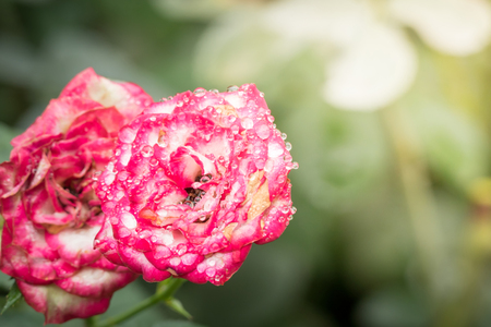 Roses in the garden, Roses are beautiful with a beautiful sunny day.の写真素材