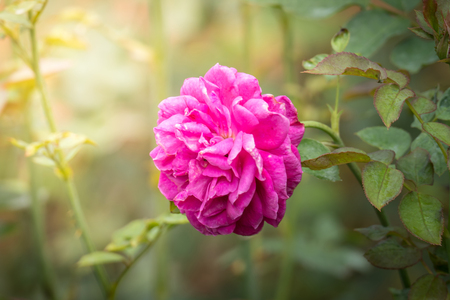 Roses in the garden, Roses are beautiful with a beautiful sunny day.の写真素材