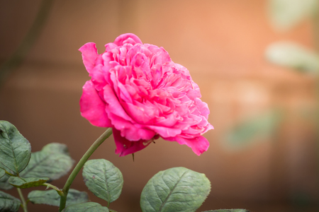 Roses in the garden, Roses are beautiful with a beautiful sunny day.の写真素材