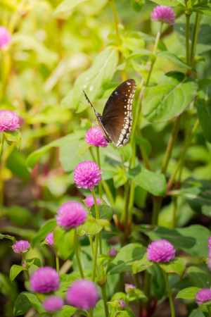 The background image of the colorful flowers, background natureの写真素材