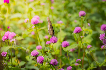 The background image of the colorful flowers, background natureの写真素材