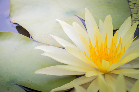 The background image of the colorful flowers, background natureの写真素材