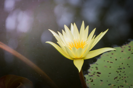 The background image of the colorful flowers, background natureの写真素材
