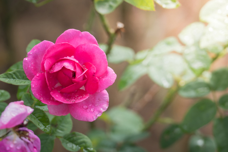 Roses in the garden, Roses are beautiful with a beautiful sunny day.の写真素材