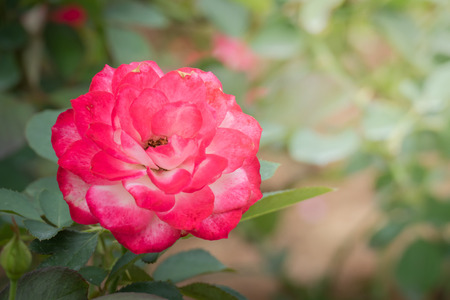 Roses in the garden, Roses are beautiful with a beautiful sunny day.の写真素材