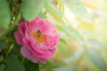 Roses in the garden, Roses are beautiful with a beautiful sunny day.の写真素材