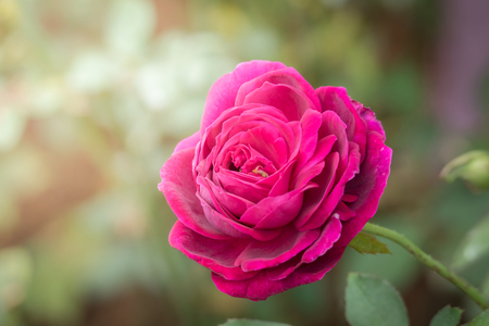 Roses in the garden, Roses are beautiful with a beautiful sunny day.の写真素材