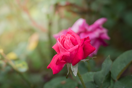 Roses in the garden, Roses are beautiful with a beautiful sunny day.の写真素材