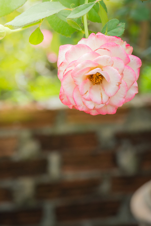 Roses in the garden, Roses are beautiful with a beautiful sunny day.の写真素材