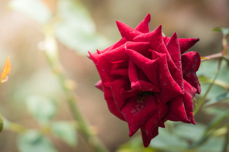 Roses in the garden, Roses are beautiful with a beautiful sunny day.の写真素材