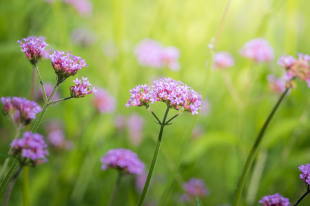 The background image of the colorful flowers, background natureの写真素材