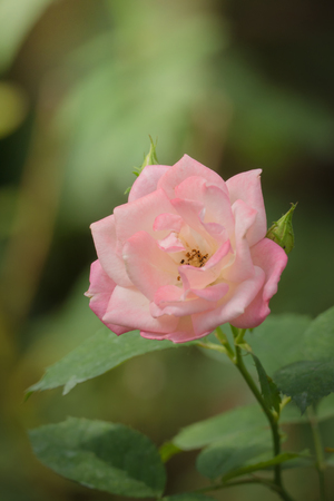 Roses in the garden, Roses are beautiful with a beautiful sunny day.の写真素材