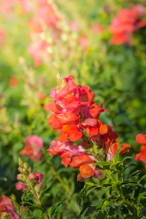 The background image of the colorful flowers, background natureの写真素材
