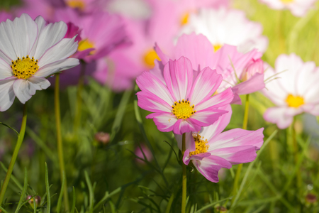 The background image of the colorful flowers, background natureの写真素材
