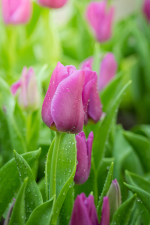 Beautiful bouquet of tulips. colorful tulips. nature backgroundの写真素材