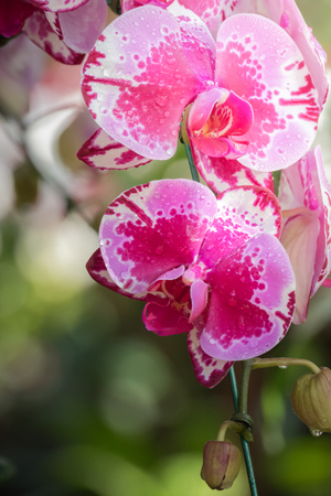 The background image of the colorful flowers, background natureの写真素材