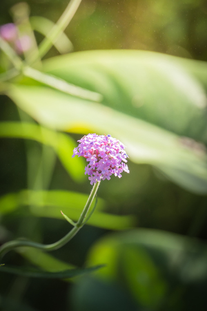 Beautiful bouquet of tulips. colorful tulips. nature backgroundの写真素材