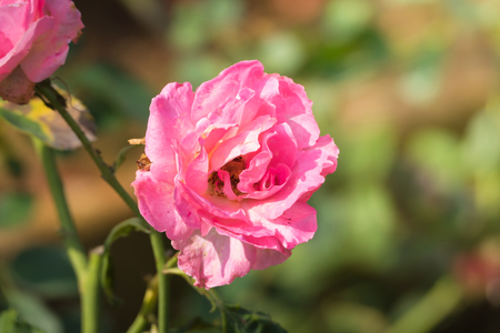 Roses in the garden, Roses are beautiful with a beautiful sunny day.の写真素材