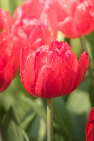 Beautiful bouquet of tulips. colorful tulips. nature backgroundの写真素材