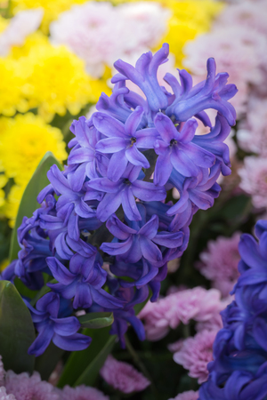 The background image of the colorful flowers, background natureの写真素材