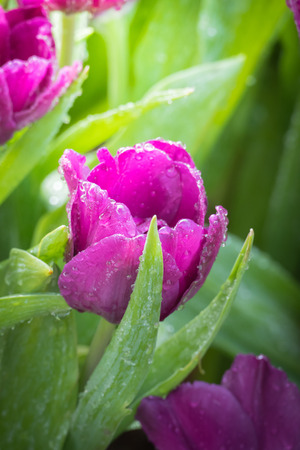 Beautiful bouquet of tulips. colorful tulips. nature backgroundの写真素材