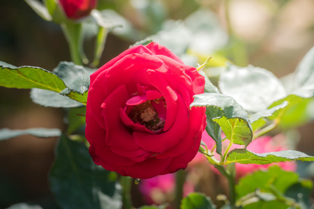 Roses in the garden, Roses are beautiful with a beautiful sunny day.の写真素材