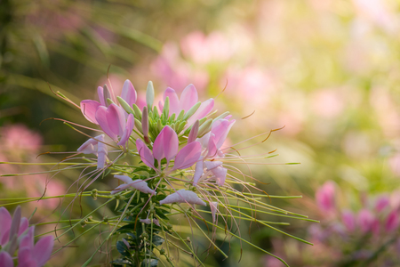 The background image of the colorful flowers, background natureの写真素材