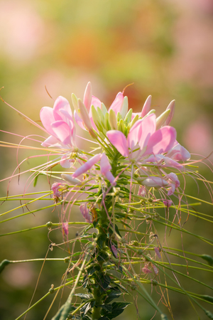 The background image of the colorful flowers, background natureの写真素材