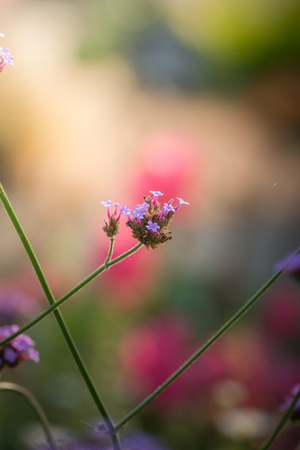 The background image of the colorful flowers, background nature