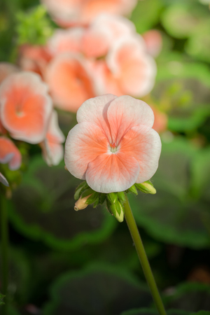 The background image of the colorful flowers, background natureの写真素材