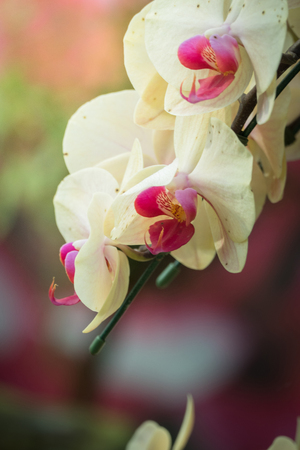 The background image of the colorful flowers, background natureの写真素材