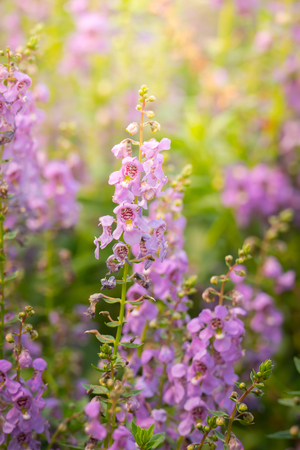 The background image of the colorful flowers, background natureの写真素材