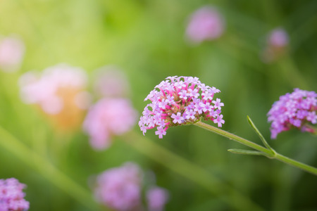 The background image of the colorful flowers, background natureの写真素材
