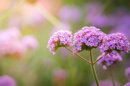 The background image of the colorful flowers, background natureの写真素材