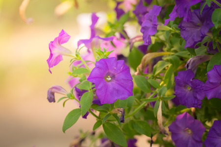 The background image of the colorful flowers, background nature