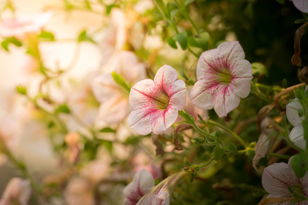 The background image of the colorful flowers, background natureの写真素材