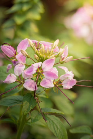 The background image of the colorful flowers, background natureの写真素材
